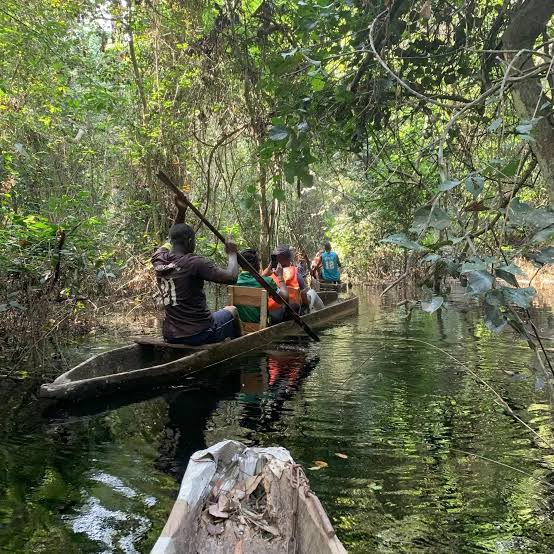 Pirogue sur un cours d'eau bordé de forêt au Cameroun