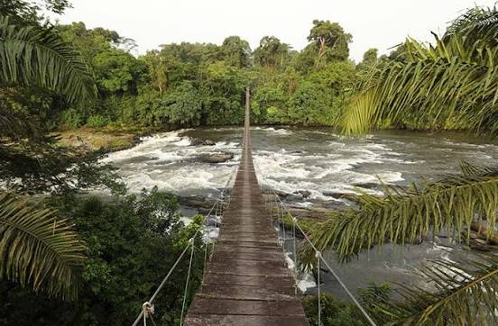 Pont suspendu au-dessus d'une rivière en forêt, Cameroun
